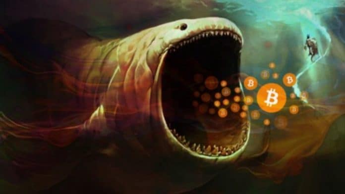 จำนวนวาฬ Bitcoin พุ่งขึ้น ท่ามกลางการคว่ำบาตรต่อรัสเซียทั่วทุกสารทิศ