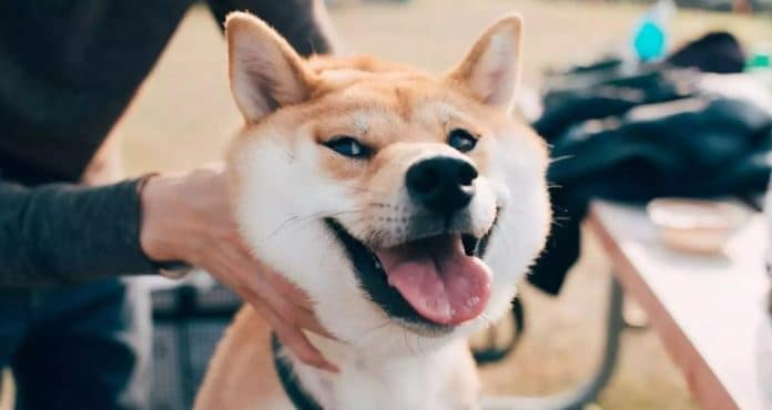 Shiba Inu ได้รับการยอมรับเป็นวิธีการชำระเงินโดยบริษัทที่ปรึกษาข้ามชาติในสวิตเซอร์แลนด์