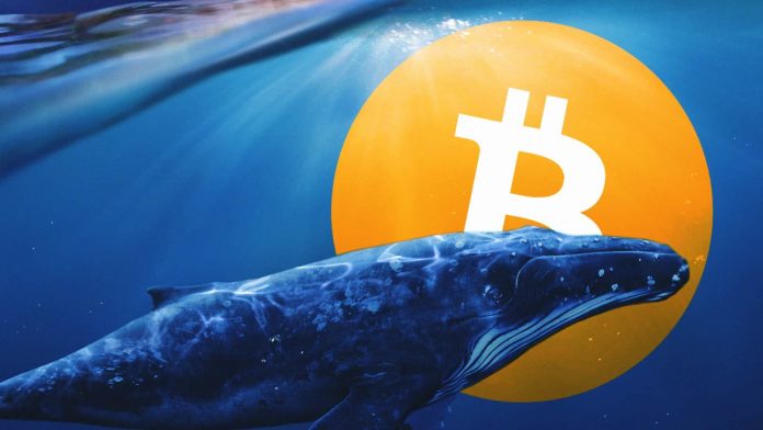 การถือครอง Bitcoin ($BTC) ระดับ 'Giga-Whale' ทำสถิติสูงสุดใหม่ถือเหรียญเพิ่มขึ้น 16% ในหนึ่งเดือน