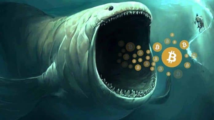 4 วิธีติดตามการเคลื่อนไหวของพวกวาฬ Bitcoin และมีผลต่อตลาดคริปโตอย่างไร