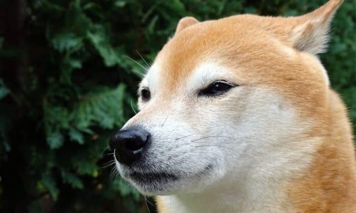 Shiba Inu ประสบความสําเร็จไปอีกขึ้นหลัง มีผู้ถือครองทะลุ 1.1 ล้านราย