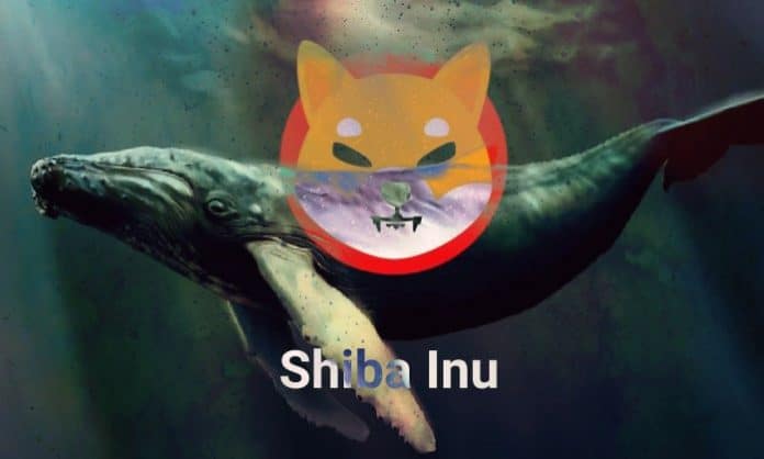 วาฬเทขาย 409.5 พันล้าน SHIB ส่งผลให้ราคา Shiba Inu ลดลง 3%