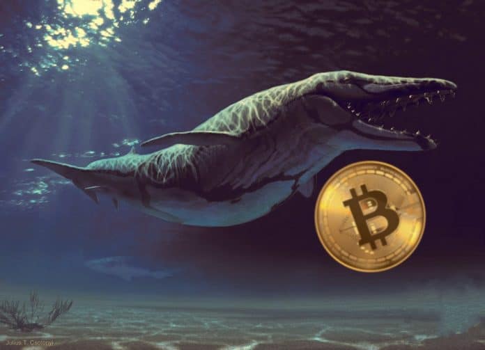 มีรายงานว่าวาฬ Bitcoin ที่เก่าแก่อายุกว่า 10 ปีเริ่มเคลื่อนไหวอีกครั้ง เกิดอะไรขึ้น?