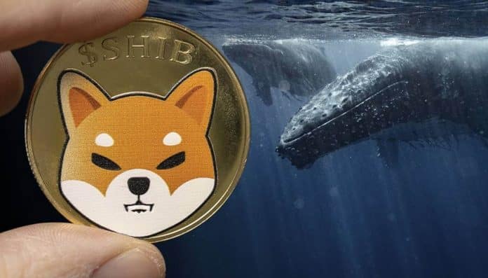 วาฬกว้านซื้อ 475,000 ล้าน SHIB หลังชุมชนมองว่า ETH Merge จะส่งผลดีต่อ Shiba Inu