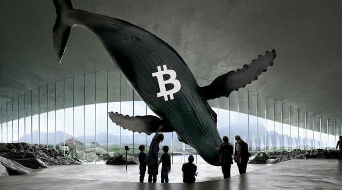 วาฬโบราณที่ถือ 15,000 BTC มีการเคลื่อนไหวในช่วง 10 วันก่อนที่ราคา Bitcoin จะร่วงลงอย่างรุนแรง
