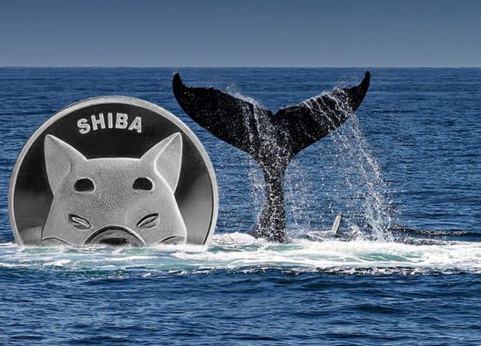 วาฬนิรนามเทขาย 2.8 ล้านล้าน SHIB หลังจากถือมาเป็นเวลา 2 เดือน ท่ามกลางตลาดที่ตกต่ำ