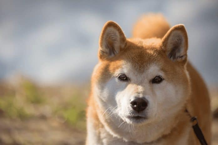 SHIB หลายแสนล้านเหรียญถูกโอนย้าย เมื่อ Influencer รายนี้ประกาศสนับสนุน Shiba Inu