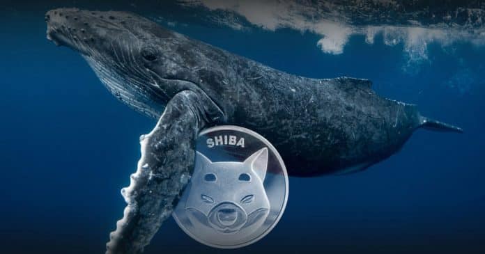 วอลุ่มเทรด Shiba Inu เพิ่มขึ้น 102% หลังจากวาฬกว้านซื้อ 323 พันล้าน SHIB ใน 24 ชั่วโมง