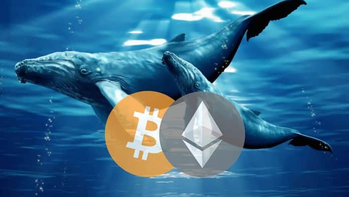 วาฬ Ethereum ขาย ขณะที่วาฬ Bitcoin กำลังสะสม จริงหรือ?