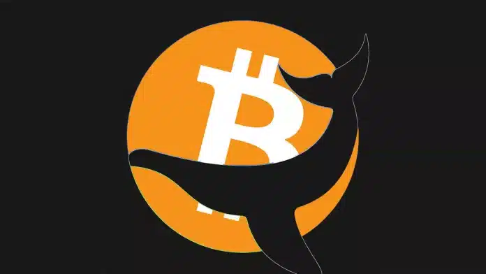 IntoTheBlock เผยล่าสุด Bitcoin Whales สะสมเพิ่มอีก $3 พันล้านดอลลาร์ ในเดือนมกราคม
